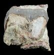 Hyracodon (Running Rhino) Tooth - South Dakota #60939-3